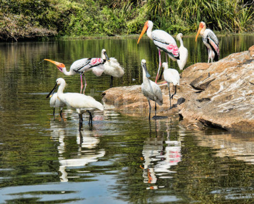 Winged visitors at Ranganatittu Bird Sanctuary