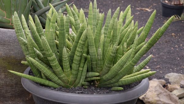 Myrtillocactus sp. (cacti)