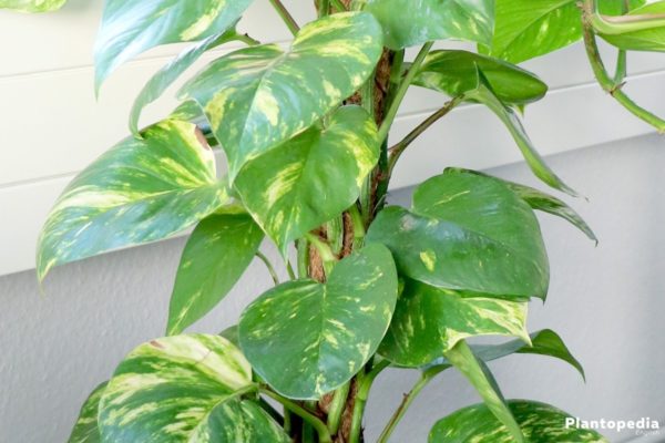 Philodendron sp. (philodendron)